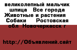 великолепный мальчик шпица - Все города Животные и растения » Собаки   . Ростовская обл.,Новочеркасск г.